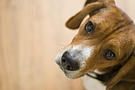 Beagle-Welpe blickt nach oben