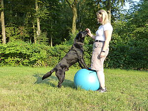 Ein Hund steht bei einer Übung des K3DogParkour mit den Vorderpfoten auf einem Ball