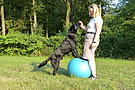Hund bei Dehnübung auf Ball