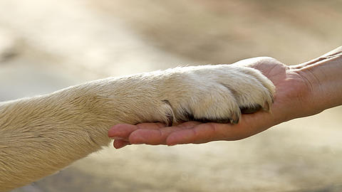 Ein Hund legt seinem Besitzer die Pfote in die Hand