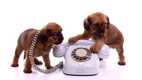 Welpen mit Telefon