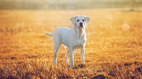 Labrador auf sonnigem Feld