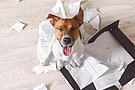 Bellender Hund mit zerfetztem Papier